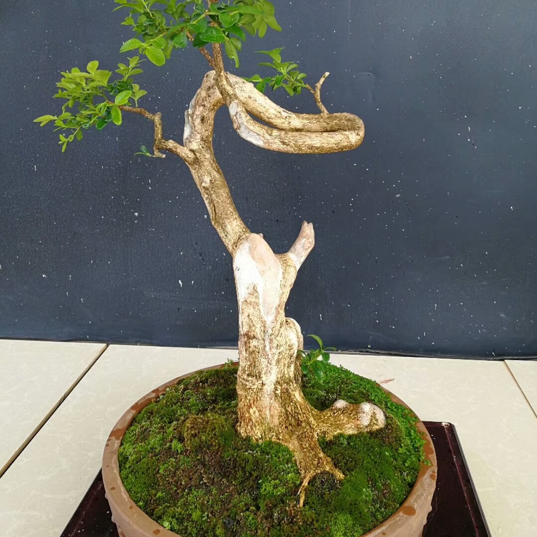 大型白皮瓜子黄杨盆景绿植园艺盆栽素材盆景植物茶室室内老桩盆景