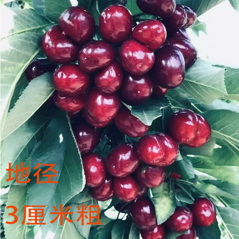 正宗烟台大樱桃树苗车厘子树苗南方北方种植盆栽地栽新品种果树