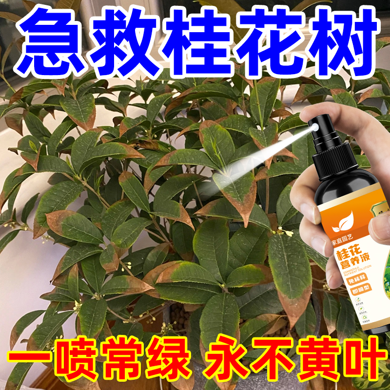 【拯救】桂花树专用营养液肥料复活桂花叶子干尖焦叶叶斑病通用型