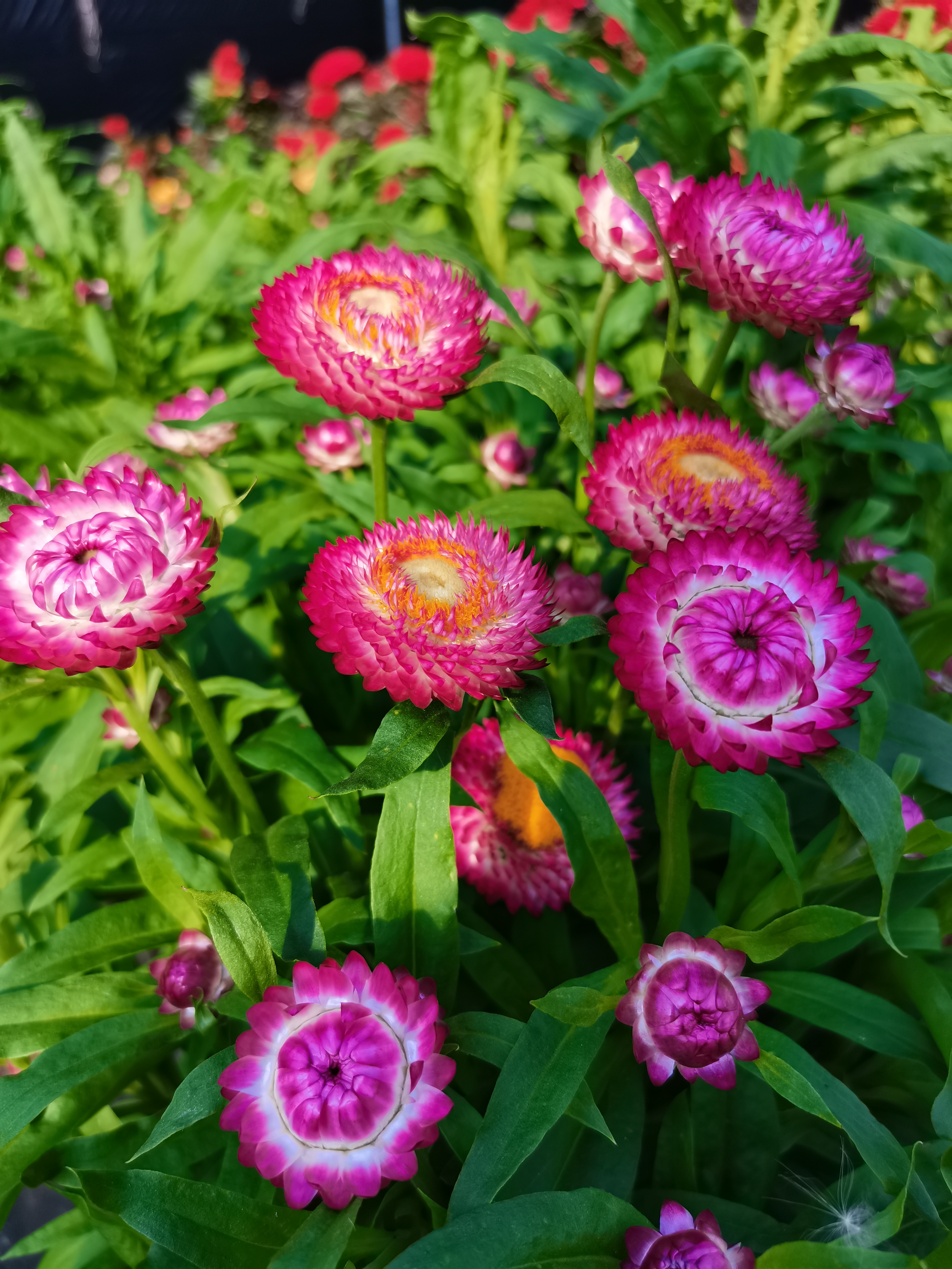 耐寒花卉混色采收矮秆麦秆菊蜡菊