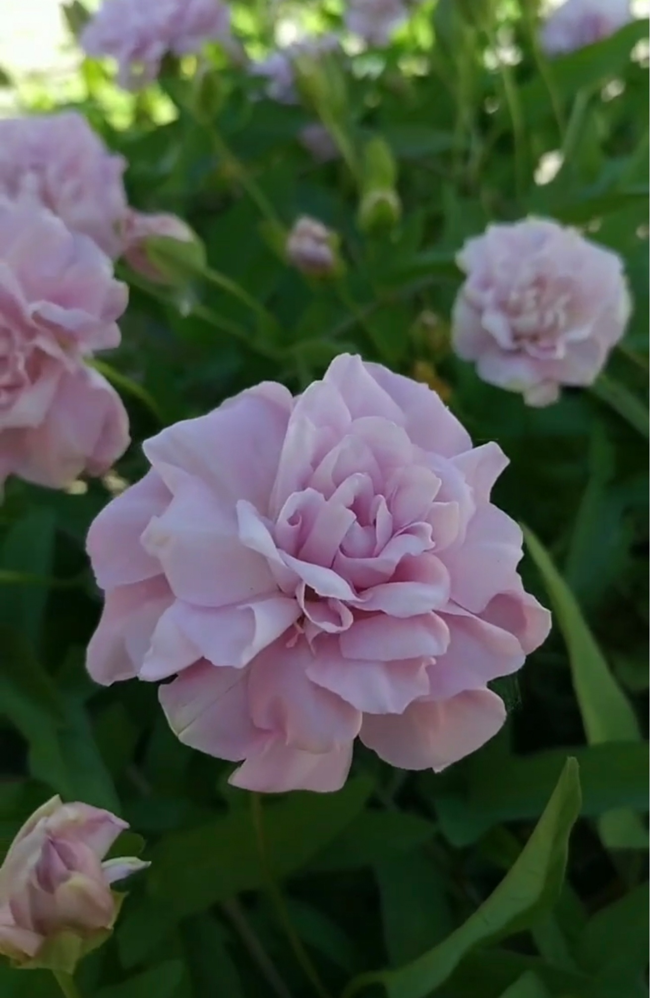 庭院花卉多年生耐寒缠枝牡丹根茎