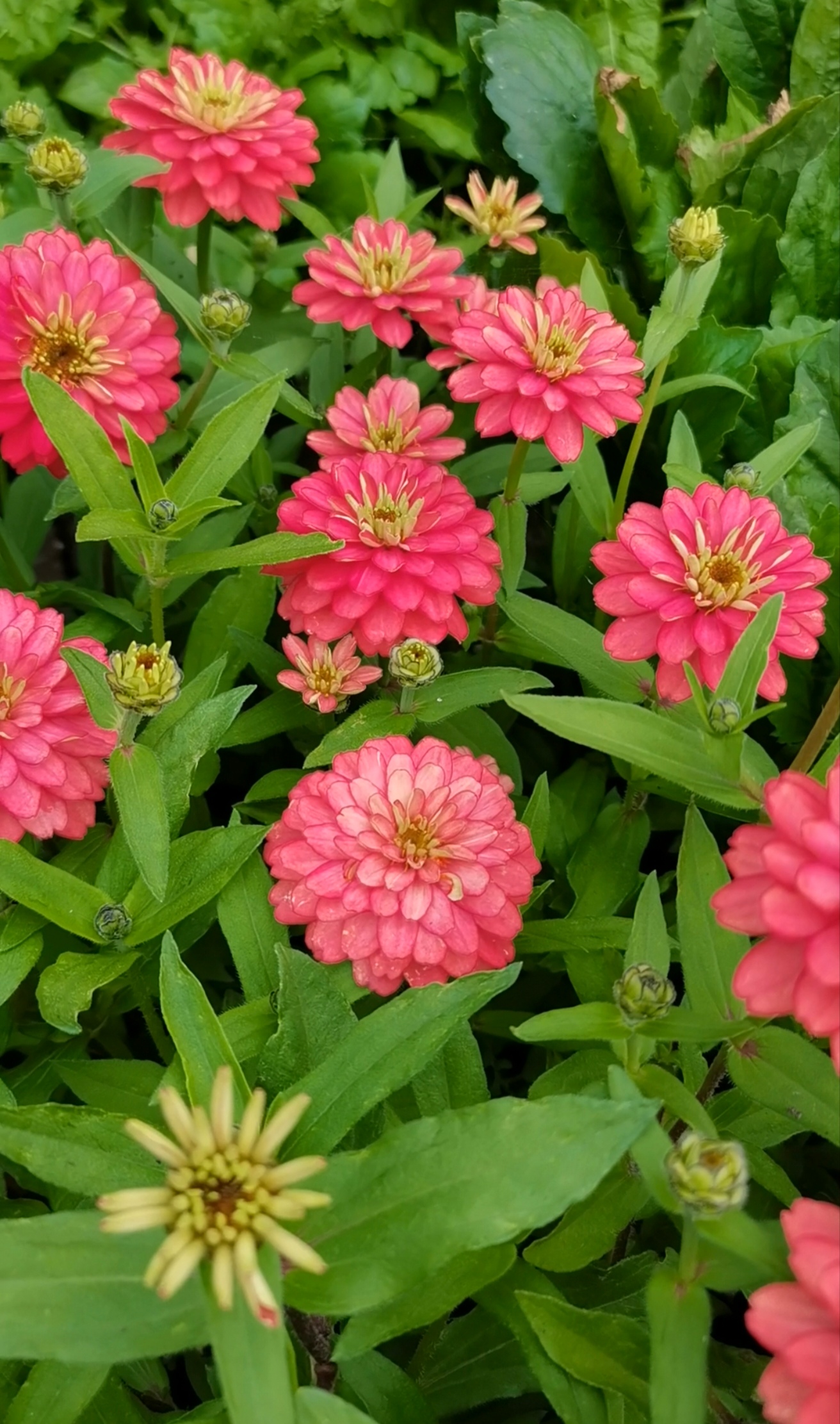 庭院花卉细叶矮杆鲑鱼红百日草盆栽地栽