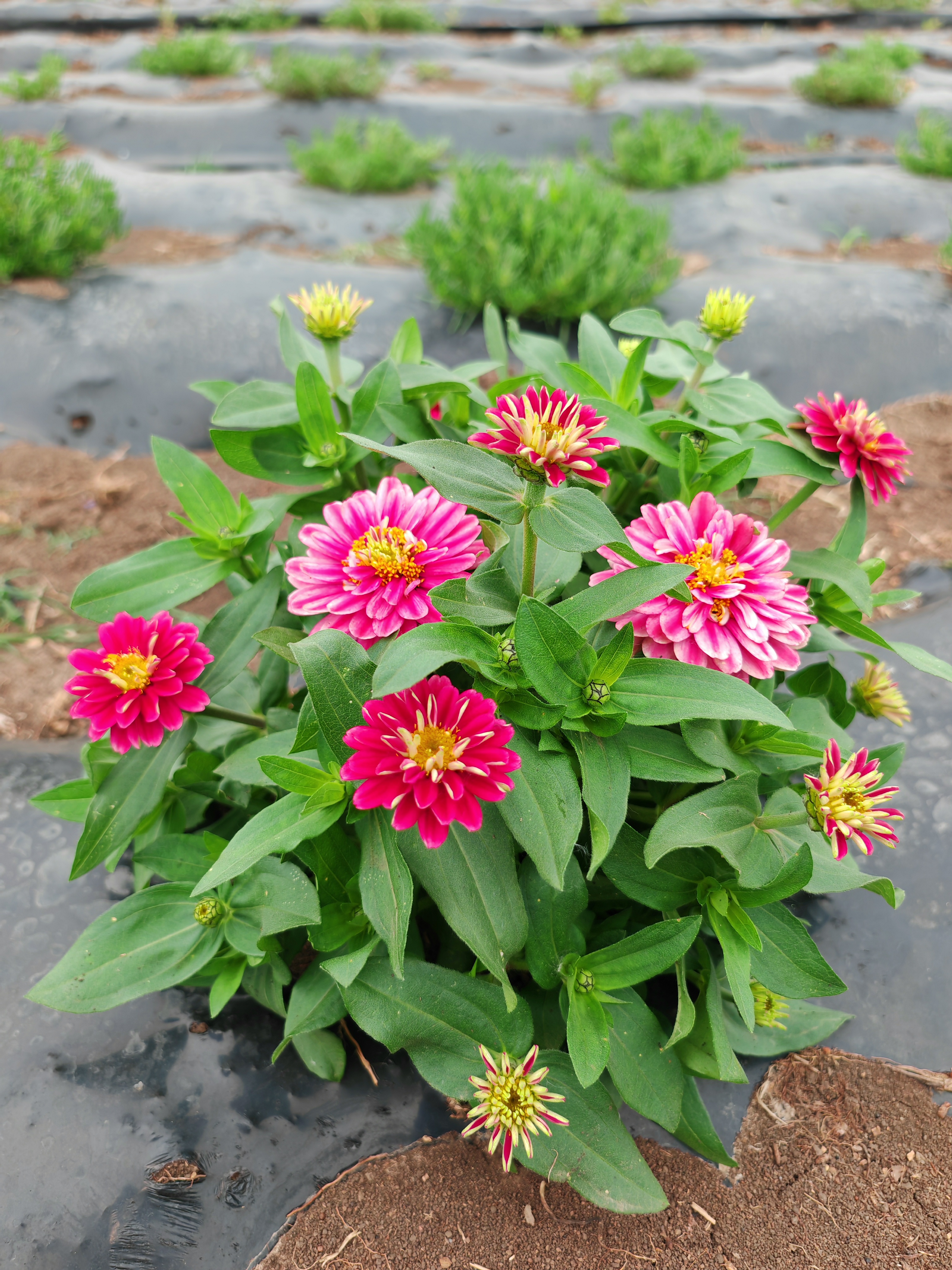 庭院花卉树莓波纹矮杆百日草盆栽地栽