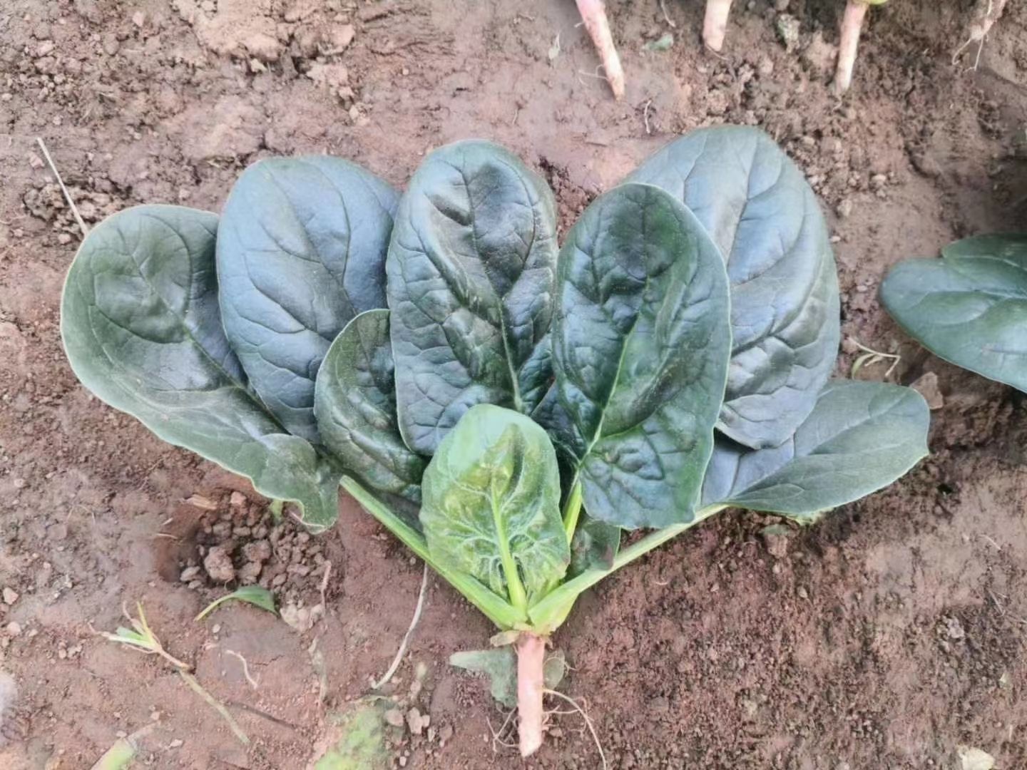 川崎6号菠菜种子欧兰德耐热耐寒抗霜霉病菠菜种籽半直立趴地蔬菜