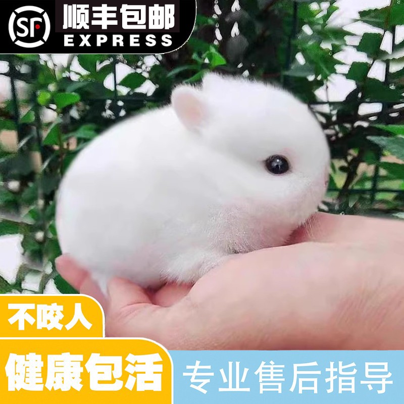 宠物兔活物茶杯长不大不咬人迷你侏儒儿童养猫猫兔荷兰垂耳兔活体