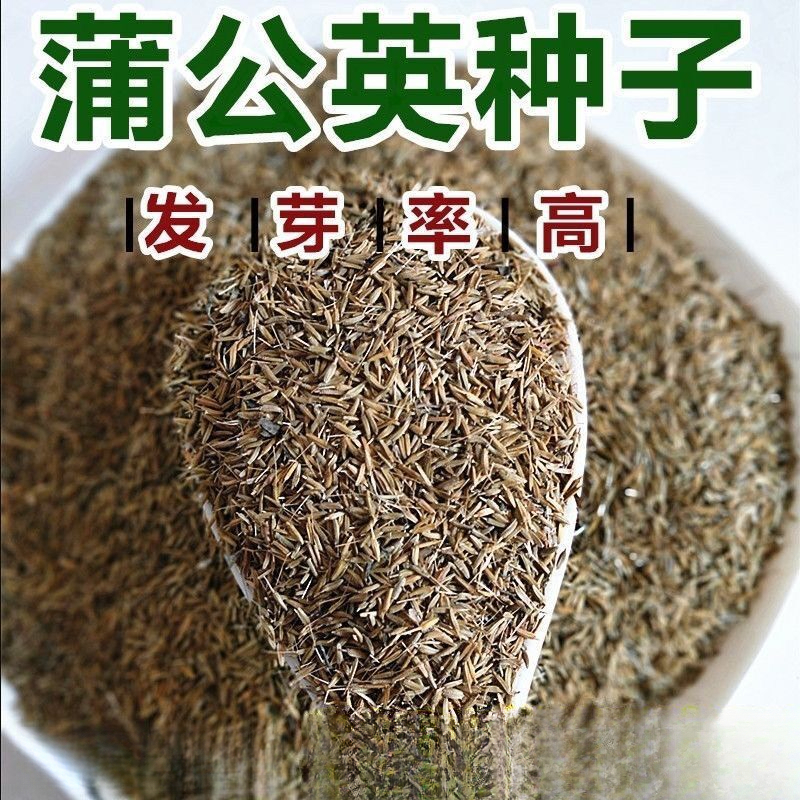 新产蒲公英种子籽野菜婆婆丁种植四季播种多年生种籽蔬菜