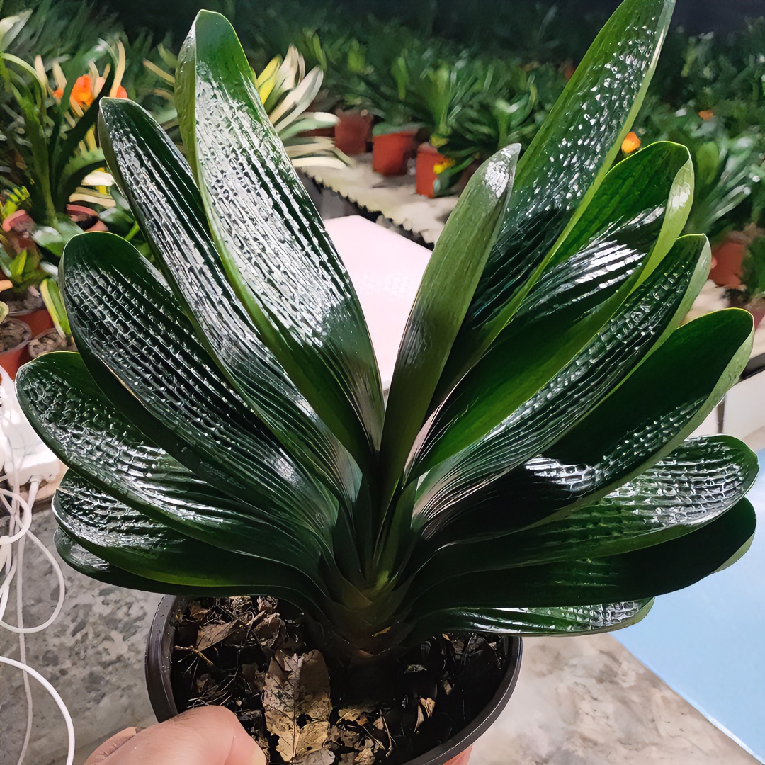 东北君子兰绿植花卉盆栽产地直销（直播间一物一拍，不要自己下单）