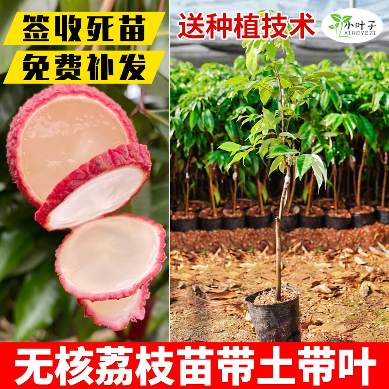 广西灵山荔枝苗荔枝树苗无核荔枝苗庭院阳台可种带叶带土发货果苗