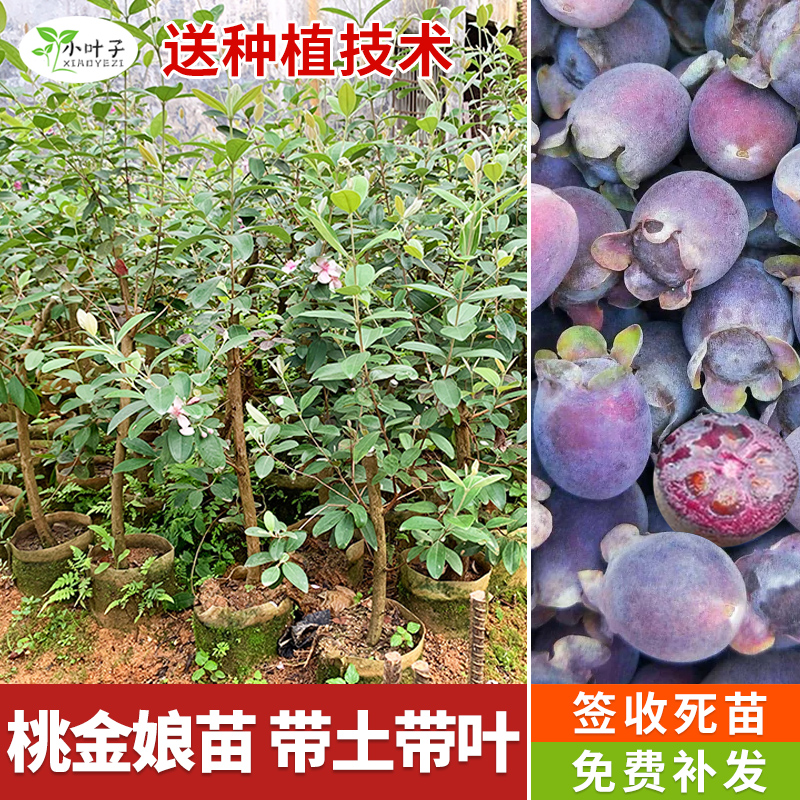 桃金娘果树苗捻子苗带土带叶发货四季庭院阳台花园农田种植苗木
