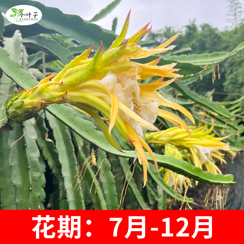 苗木红心火龙嫁接果燕窝火龙果阳台盆栽庭院种植火龙果苗