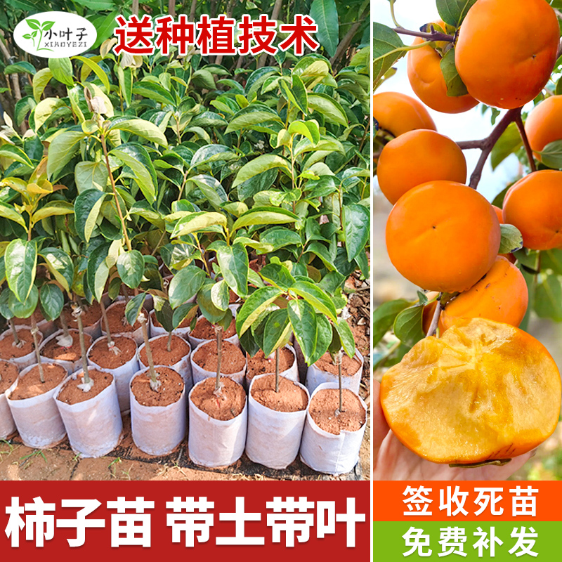 正宗嫁接脆甜柿子苗当年结果盆栽地栽庭院耐寒无核甜柿苗现挖现发