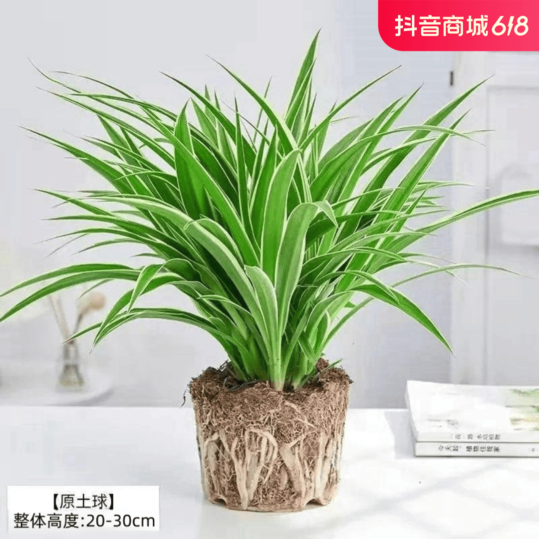 金边吊兰青叶吊兰盆栽阳台办公室内花卉绿植好养垂吊植物吸除甲醛