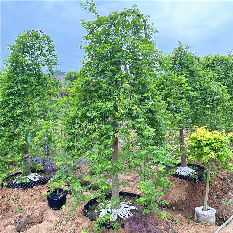 流泉枫树苗原生小苗垂枝瀑布枫别墅庭院大型耐寒风景树盆栽黄金枫