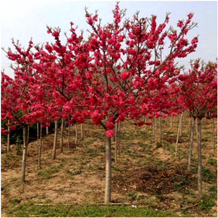 紫叶桃红叶桃红叶碧桃紫叶碧桃桃花树苗庭院别墅观赏桃花风景树木