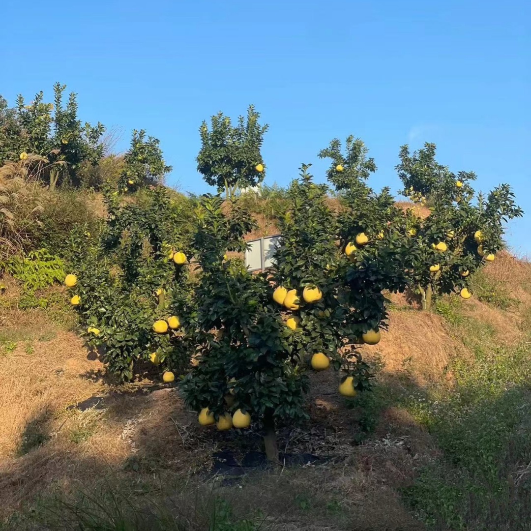 新品种柚子树苗黄金葡萄柚子苗盆栽庭院葡萄柚树南方种植果树果苗