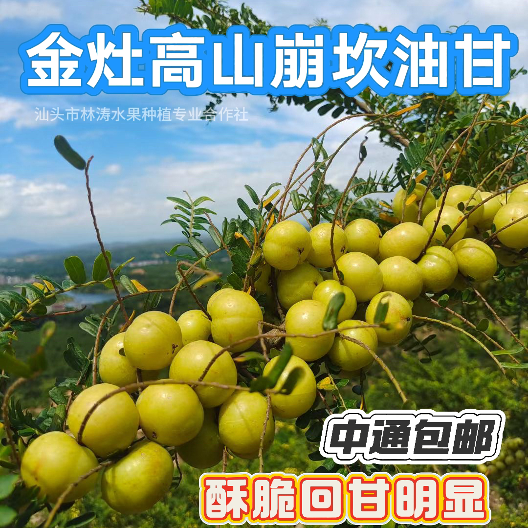 新鲜潮汕油甘果酸甜可口可生吃煲汤的美味水果榨汁油甘汁
