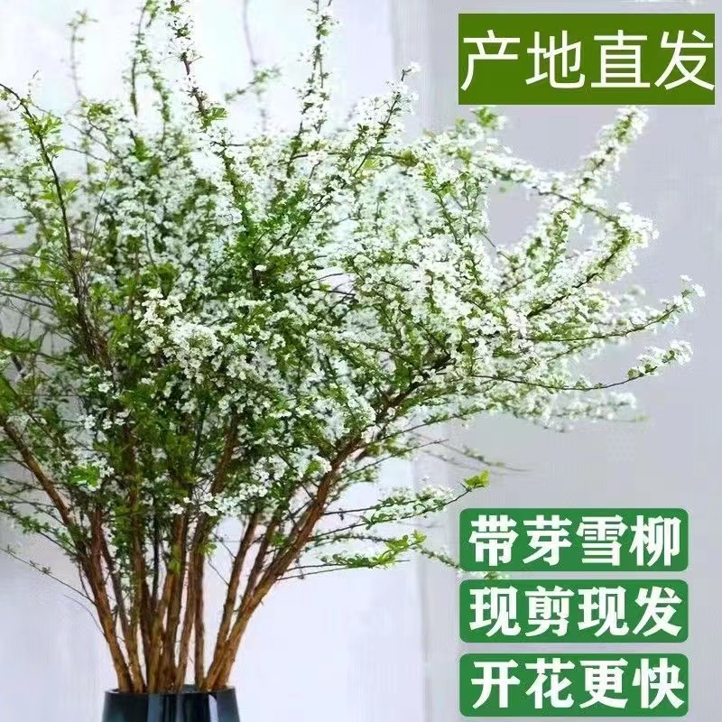 云南鲜枝雪柳带芽发货水培鲜花 花开爆瓶 淡淡奶香味 白色浪漫