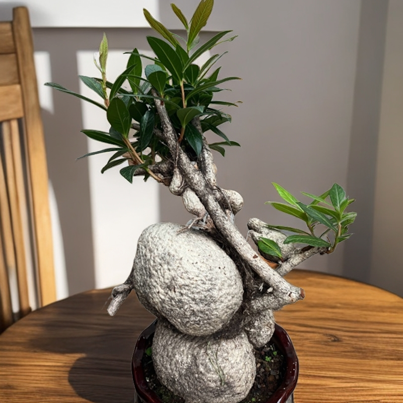 树萝卜／五翅梅吊金钟(一物一拍，私拍随机发货）