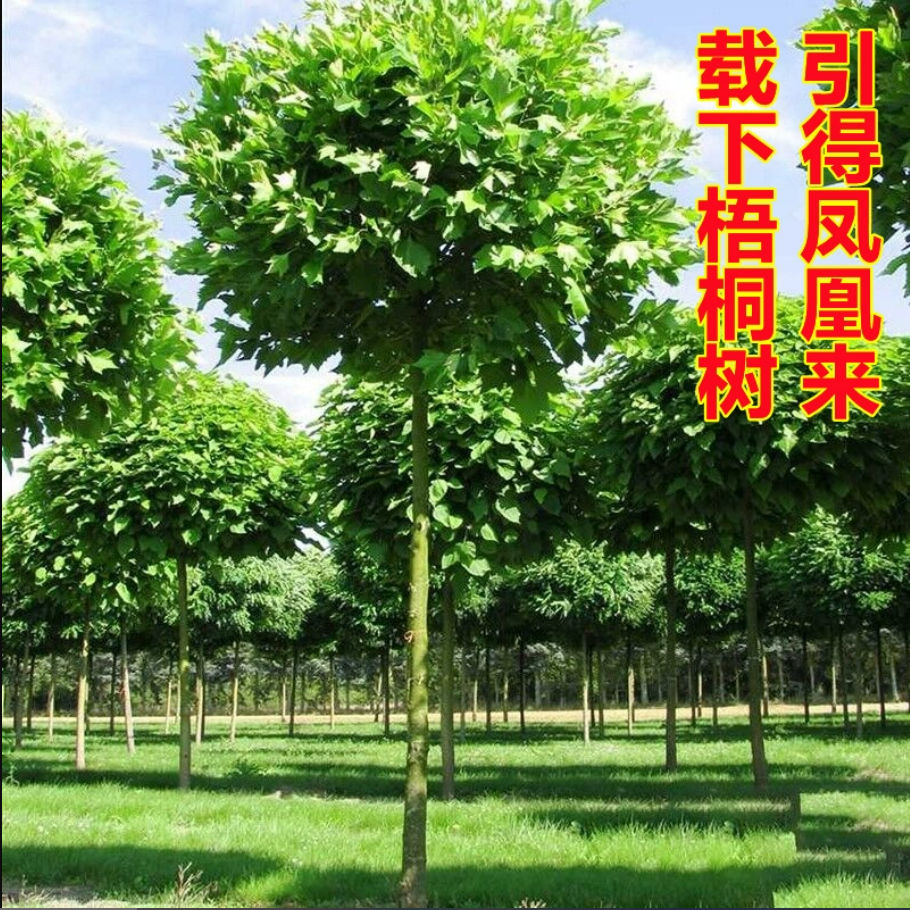 青桐树苗中国梧桐树法国梧桐树苗耐寒庭院观赏风景树行道绿化苗木