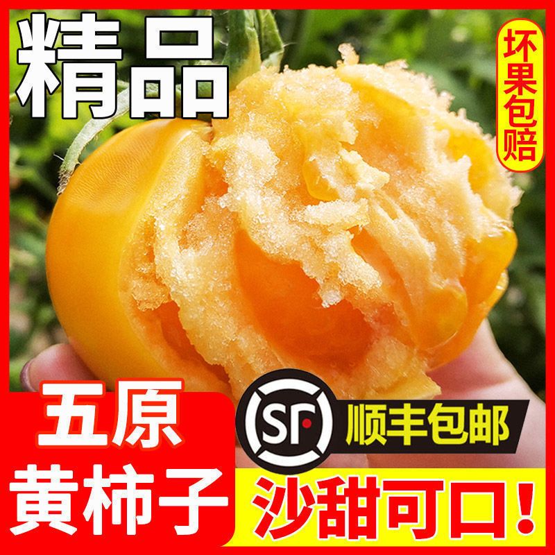 【精品顺丰】内蒙古五原黄柿子自然熟现摘黄色西红柿沙瓤黄番茄蔬菜