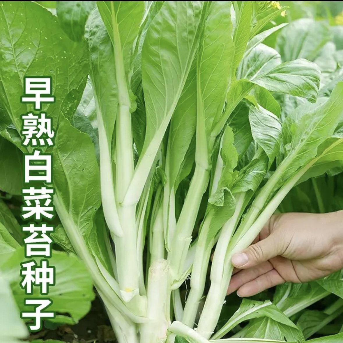 【白菜苔种子】四季可种阳台庭院种植蔬菜种籽（拍2送1)