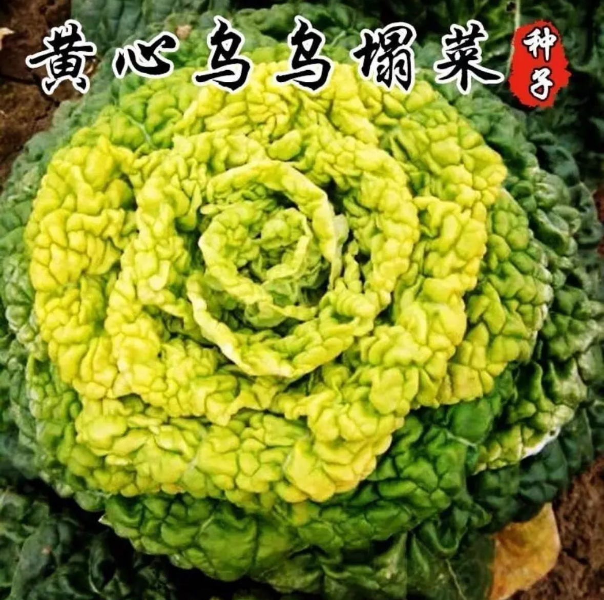 乌塌菜/黄心乌塌菜种子阳台四季正品耐寒蔬菜种子【拍2送1】黄心菜