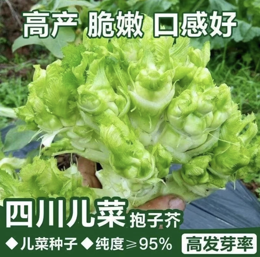 【拍2发3】四川儿菜种子抱子芥菜四季盆栽正宗播种蔬菜种子早熟易种
