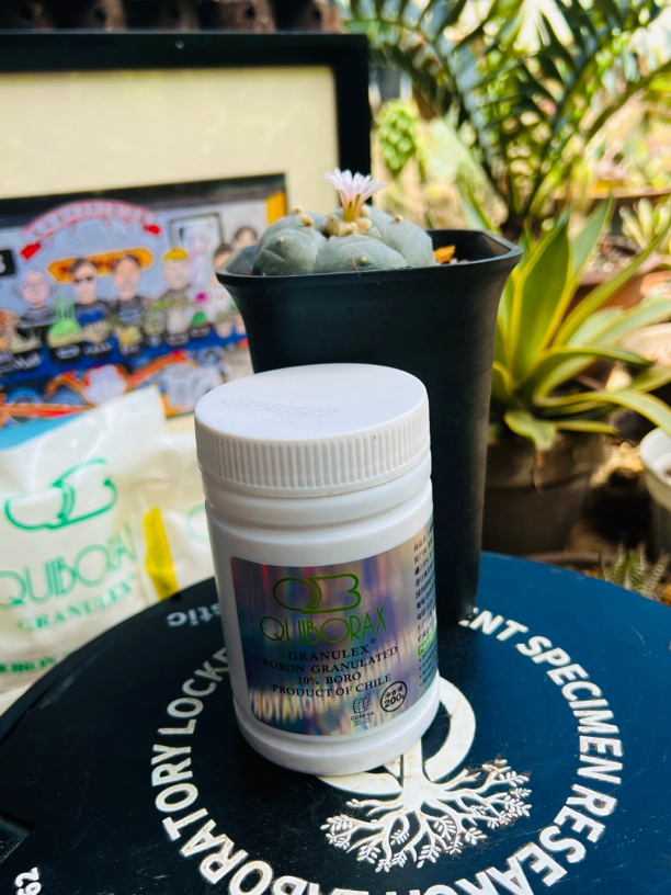 智利硼钙缓释肥【富含沙漠/石灰岩矿物质】促光合、增强硬化角质层