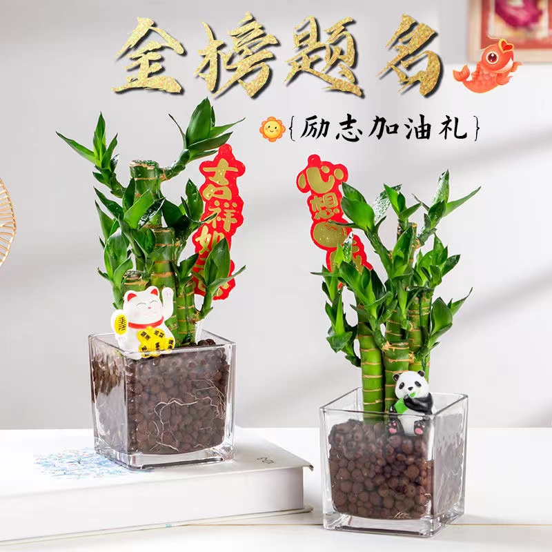 【文昌竹】水培水培植物高考金榜题名小盆景植物水培花卉室内水养