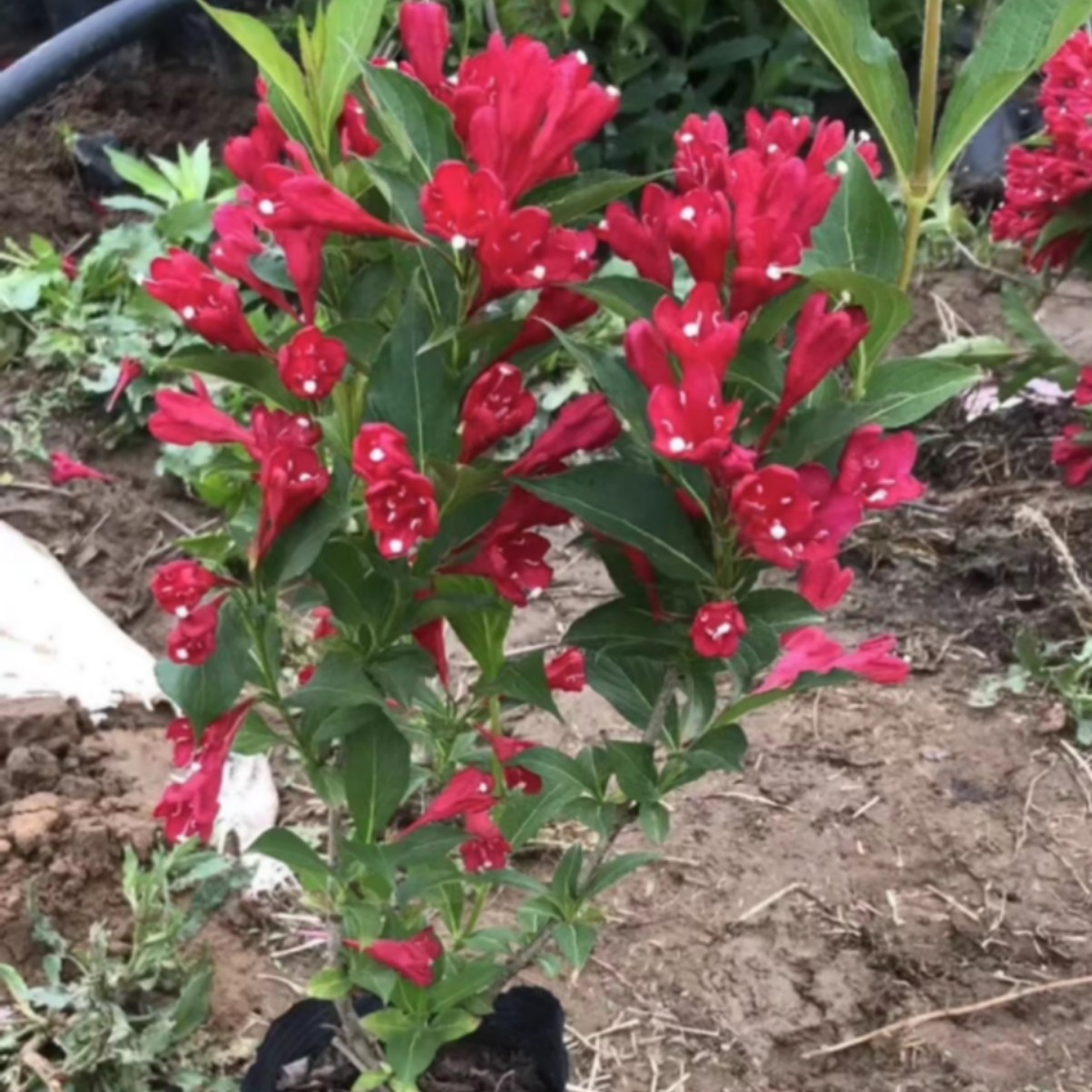 花园植物红王子锦带大杯苗开花红色