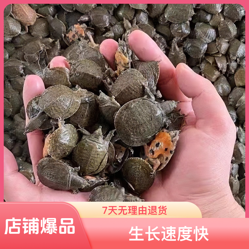 2025出壳中华甲鱼苗鳖王八团鱼水鱼养殖场地直发活体包活到家