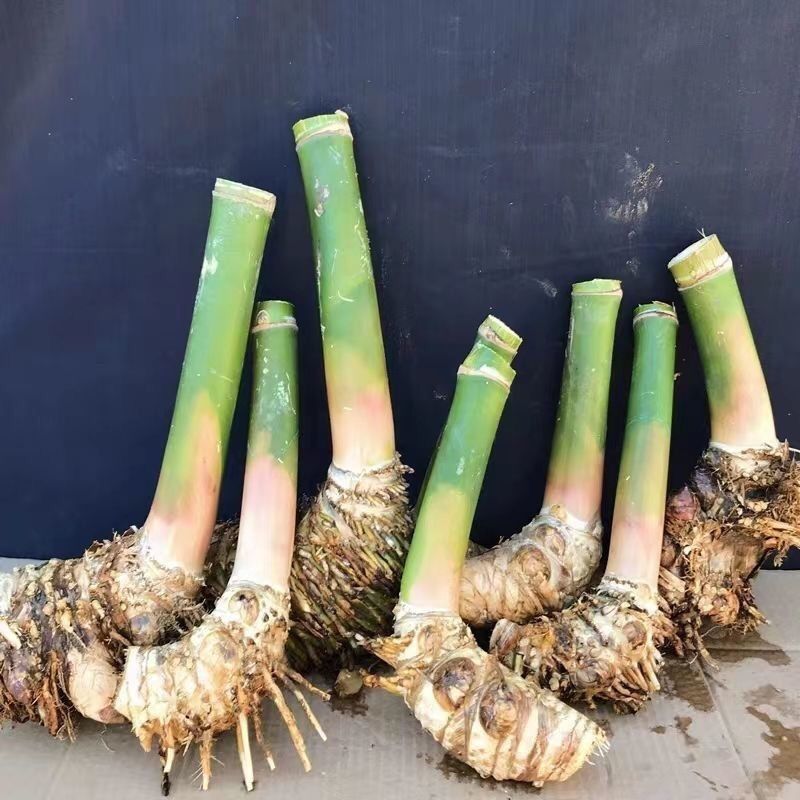 老桩小叶簕竹养不死易植盆栽室内庭院办公桌好养四季簕竹竹根盆景