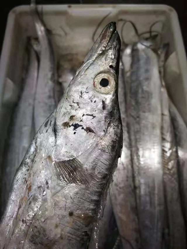 【鲜出海现称瑕疵带鱼】宁波石浦海鲜拖网东海瑕疵带鱼受伤花鳞破肚