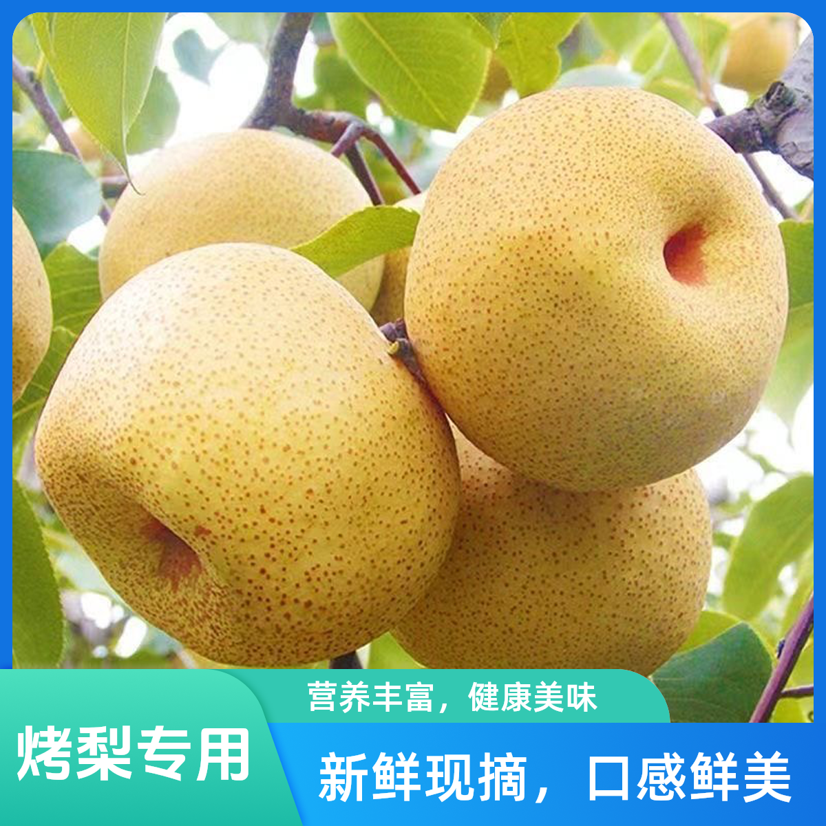 正宗砀山酥梨微黄口感更佳纯甜新鲜水果梨子砀山梨爆甜酥脆烤梨