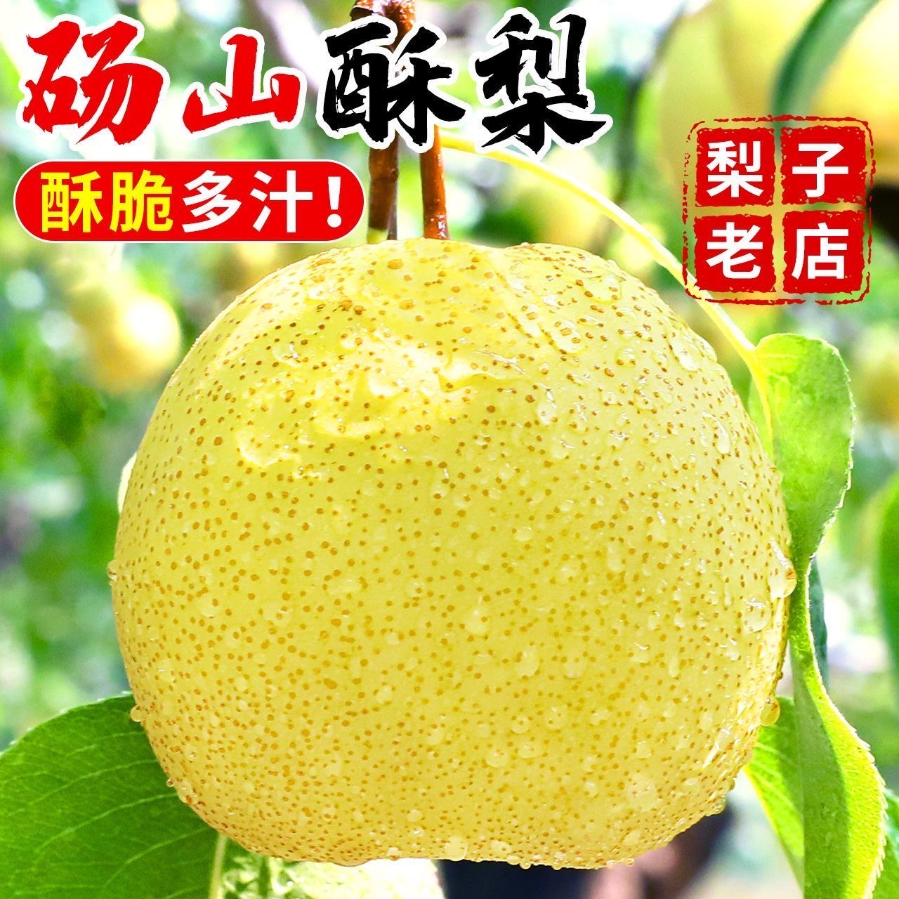 《正宗砀山酥梨》正宗砀山酥梨脆甜多汁更佳纯甜新鲜水果梨子砀山梨