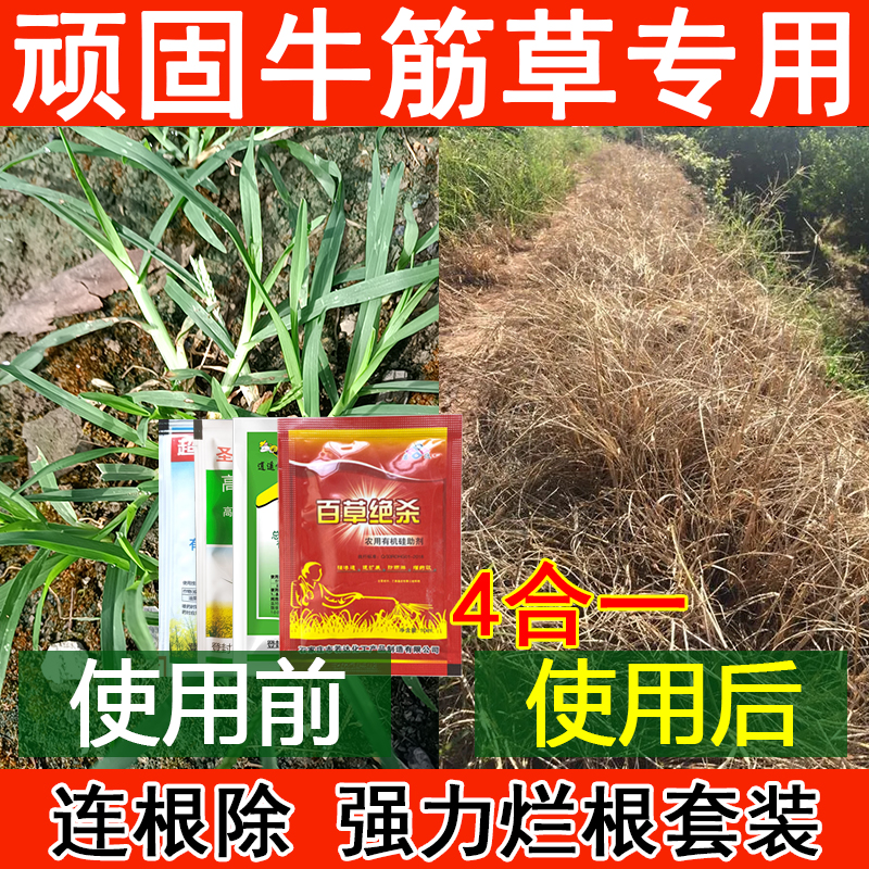 爱丰收除牛筋草专用百草绝杀连根除套牛筋草强力除草剂增效渗透性