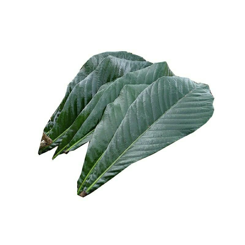 枇杷叶广西新鲜枇杷老叶250克琵琶老叶现摘现发食用枇杷膏原材料