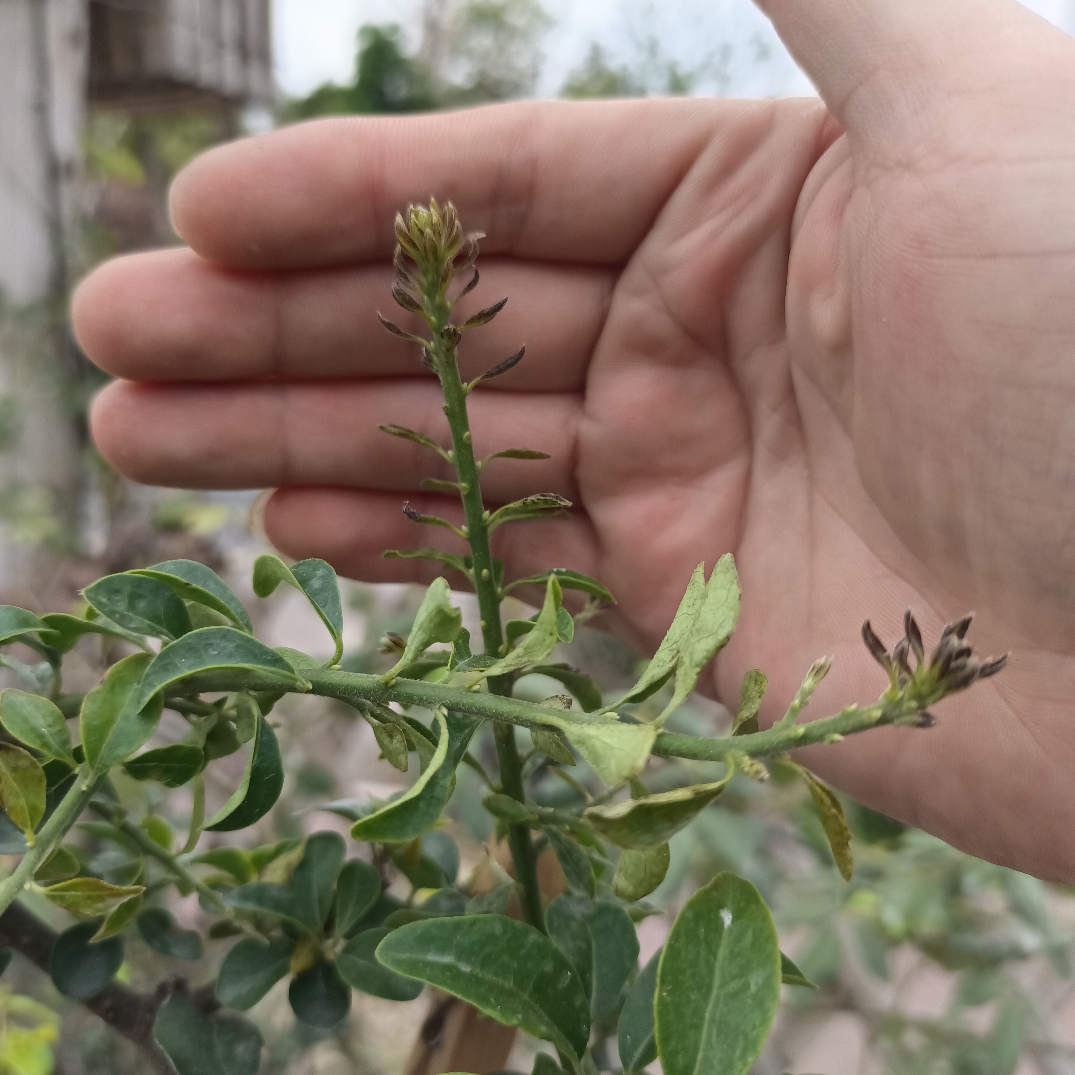 金弹子黑叶焦尖黑斑点