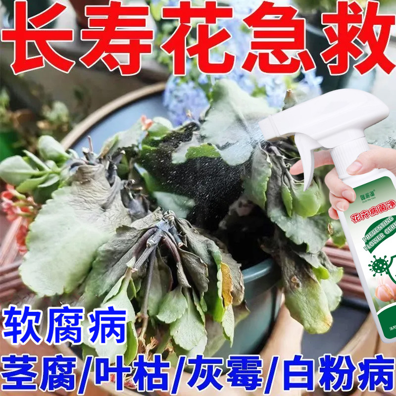 长寿花防黑腐烂根专用营养液肥料茎腐软腐枯萎灰霉花卉病菌净喷剂