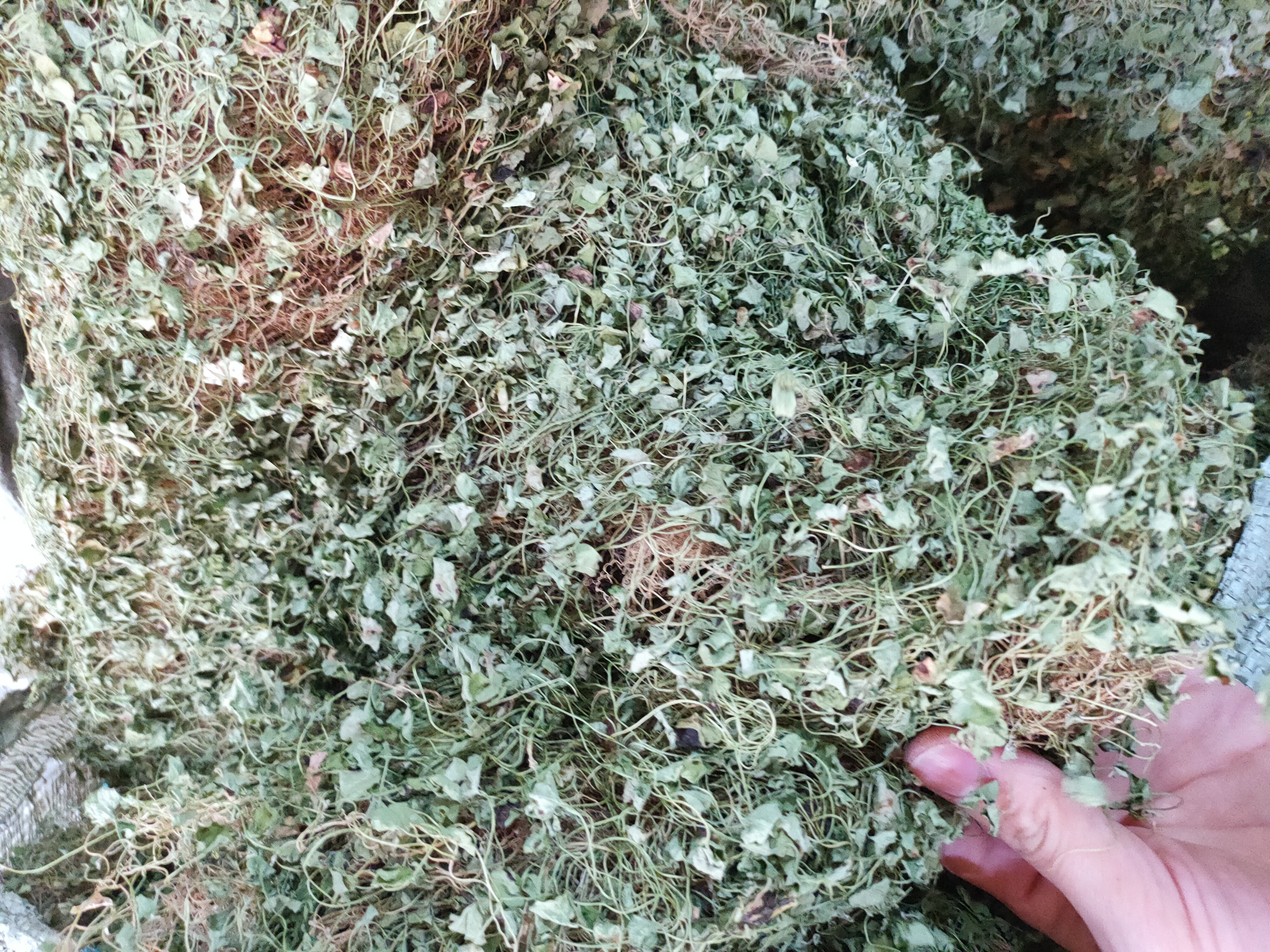马蹄金 小叶金钱草 野菜金钱草一份250克/500克