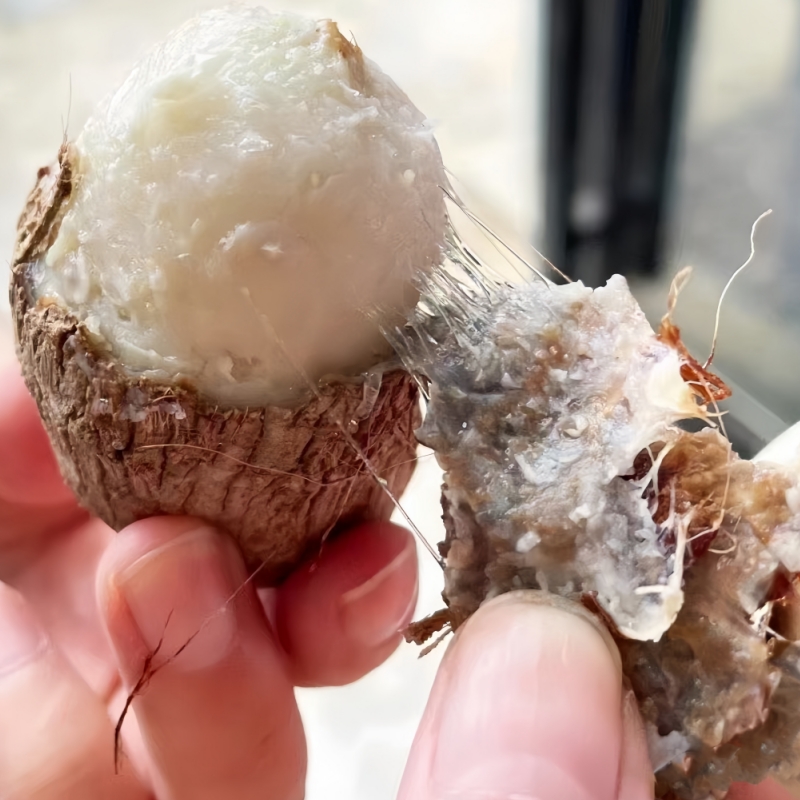 牛奶小芋头3/5斤装中大果山东新鲜毛芋头应季蔬菜芋仔寿光蔬菜