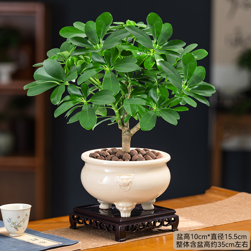 鸭脚木盆栽老桩花卉植物室内花四季常青树客厅办公室桌面鲜活生长