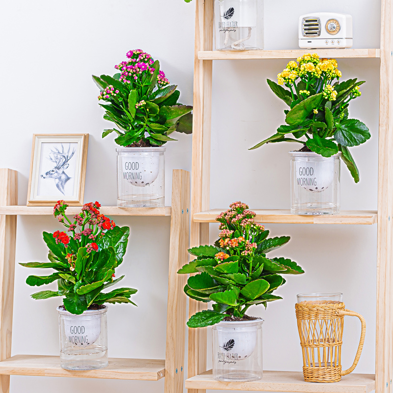 长寿花盆栽花卉植物室内花四季青美观好养客厅办公室桌面绿植花草