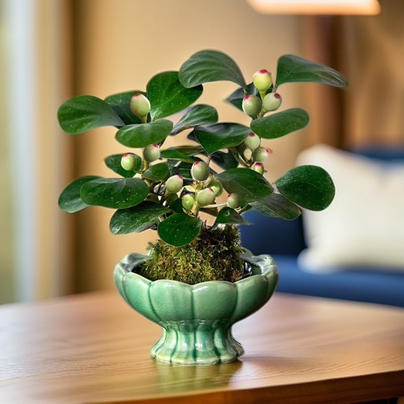 菩提树苔藓球盆栽带果植物室内花易活美观四季青结果客厅茶桌绿植