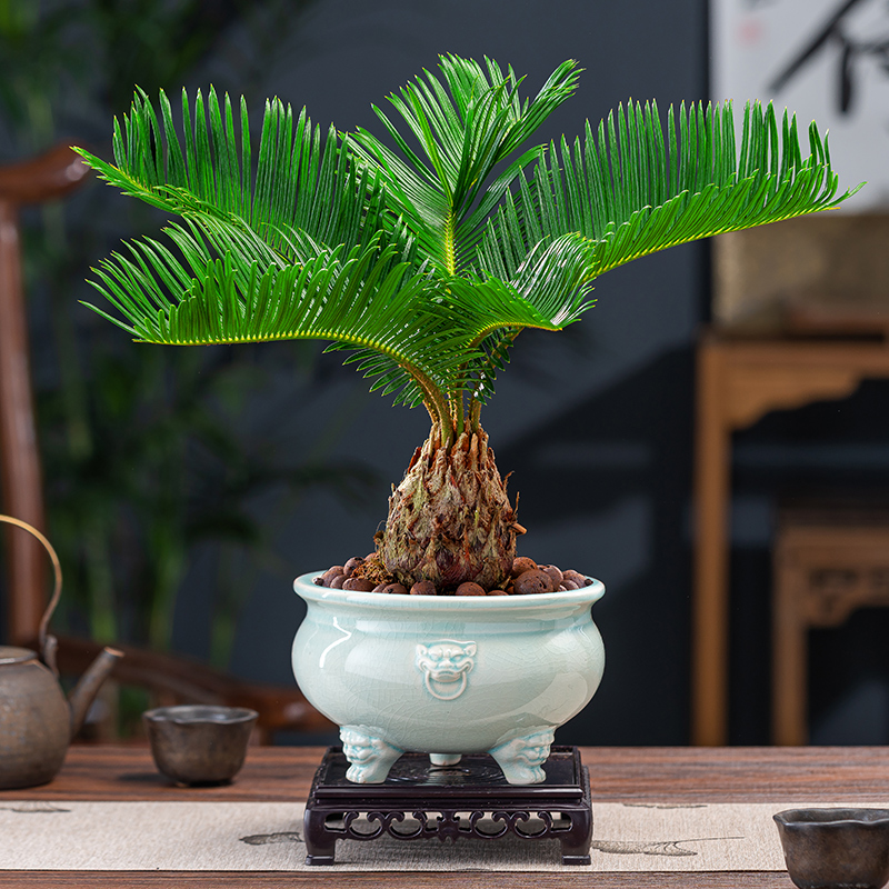 铁树盆栽苏铁植物花卉室内花四季常青树苗客厅办公室桌面绿植盆景