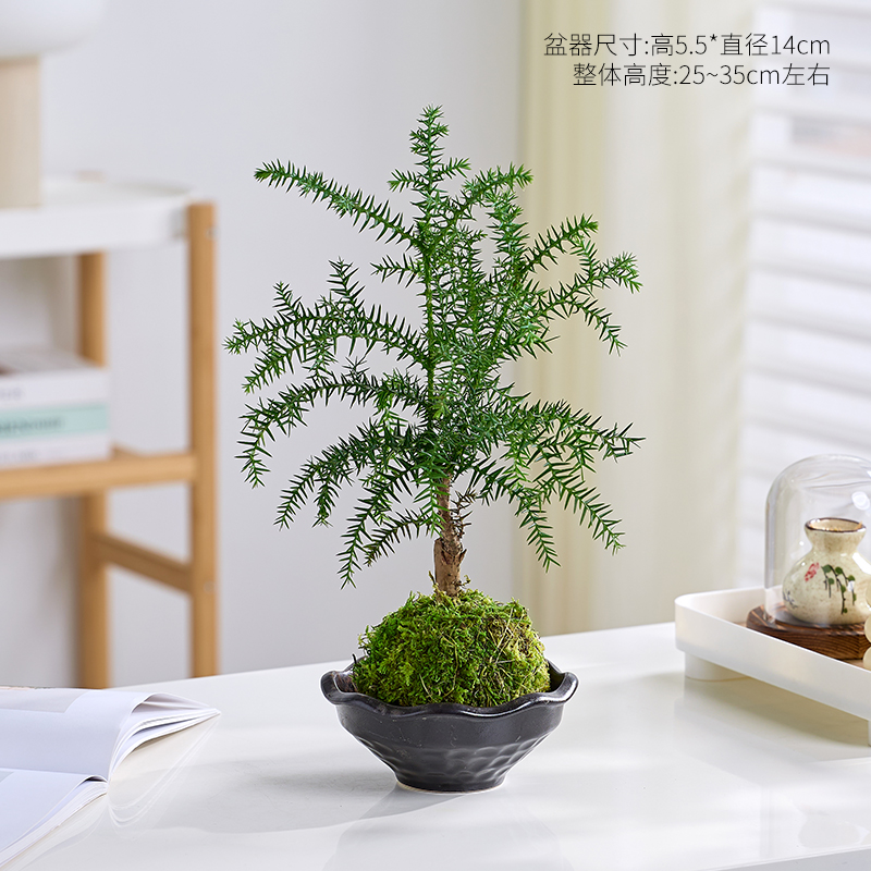 南洋杉盆栽绿植室内花四季常绿耐寒松树客厅办公室桌面小树苗植物