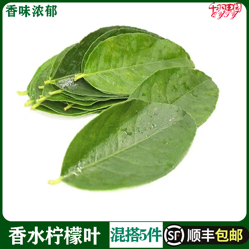 新鲜香水柠檬叶250g泰式香料腌制烹饪调料冬阴功汤料食材顺丰包邮