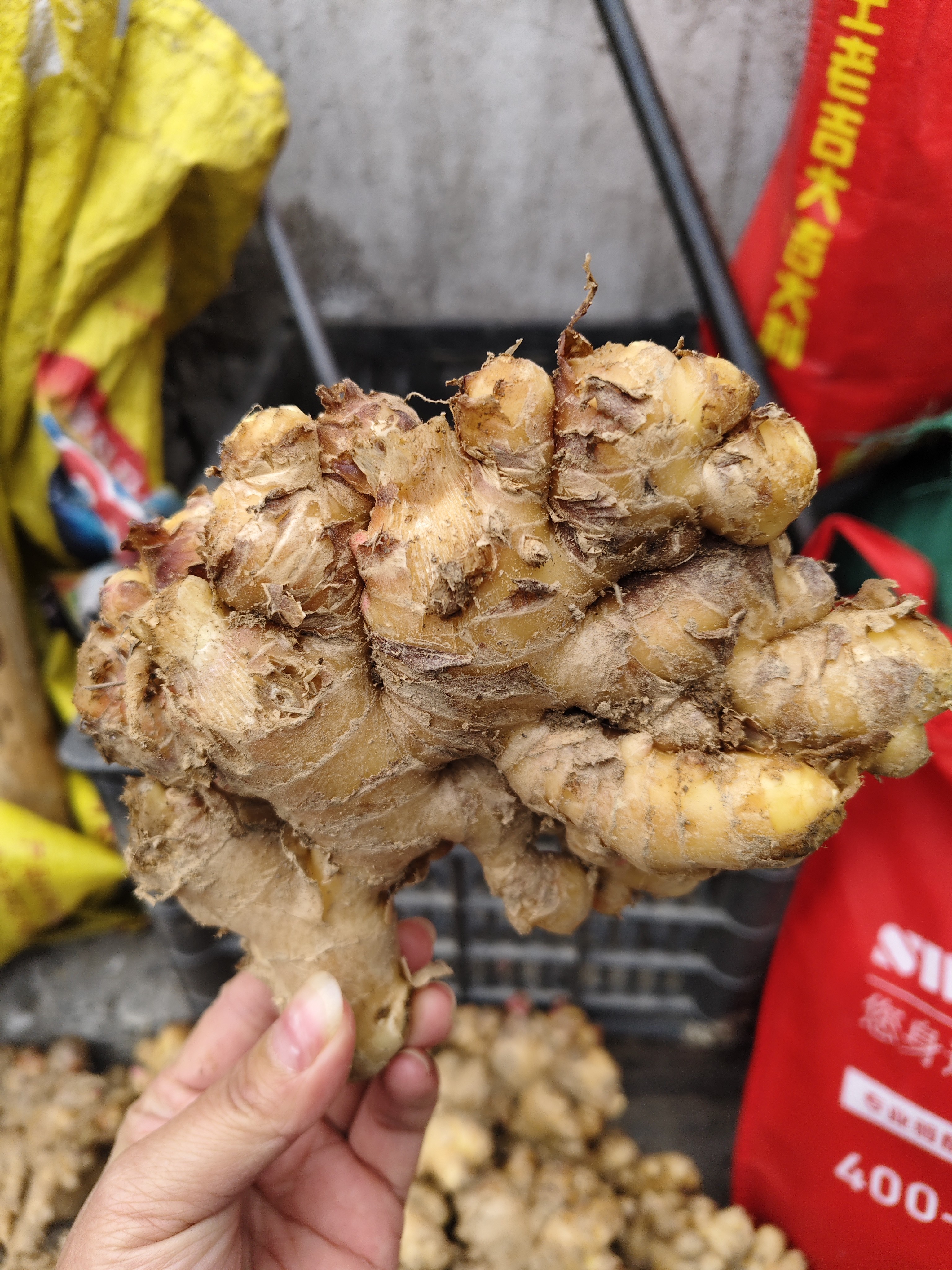 广西柳州三江本地老姜