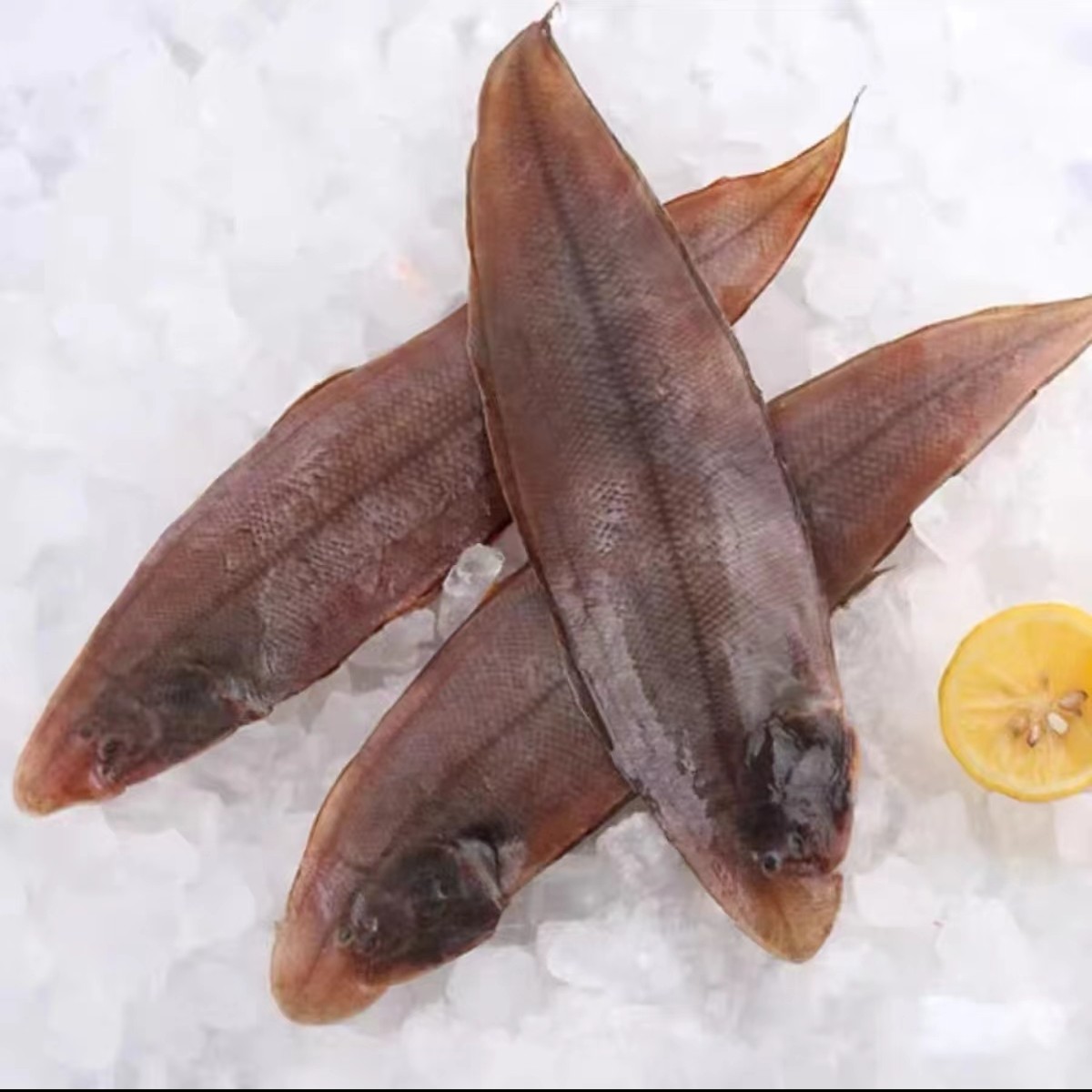 5斤共8条大号海捕舌头鱼龙利鱼踏板鱼青岛新鲜发货顺丰