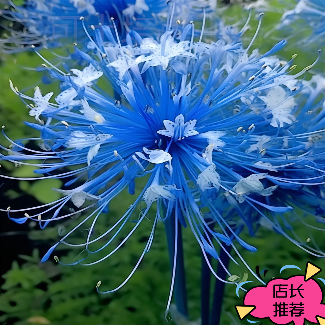 曼珠沙华耐寒耐热花种苗浓香四季水土培石蒜彼岸花种球多年生球根
